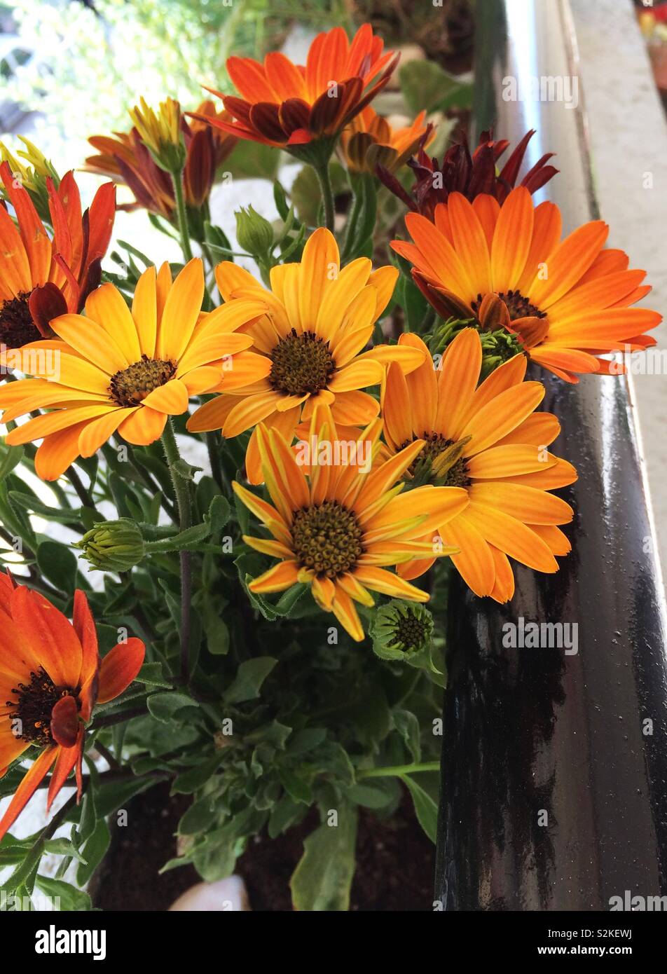 Blooming orange daisy flowers - Dimorphotheca Ecklonis - seasonal spring flowers - nature beauty Stock Photo
