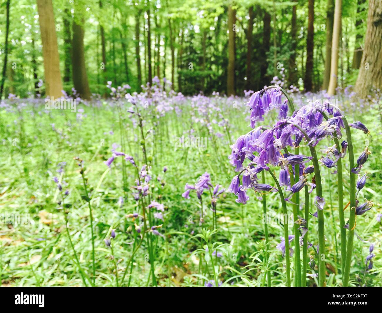 Bluebells in English countryside Stock Photo