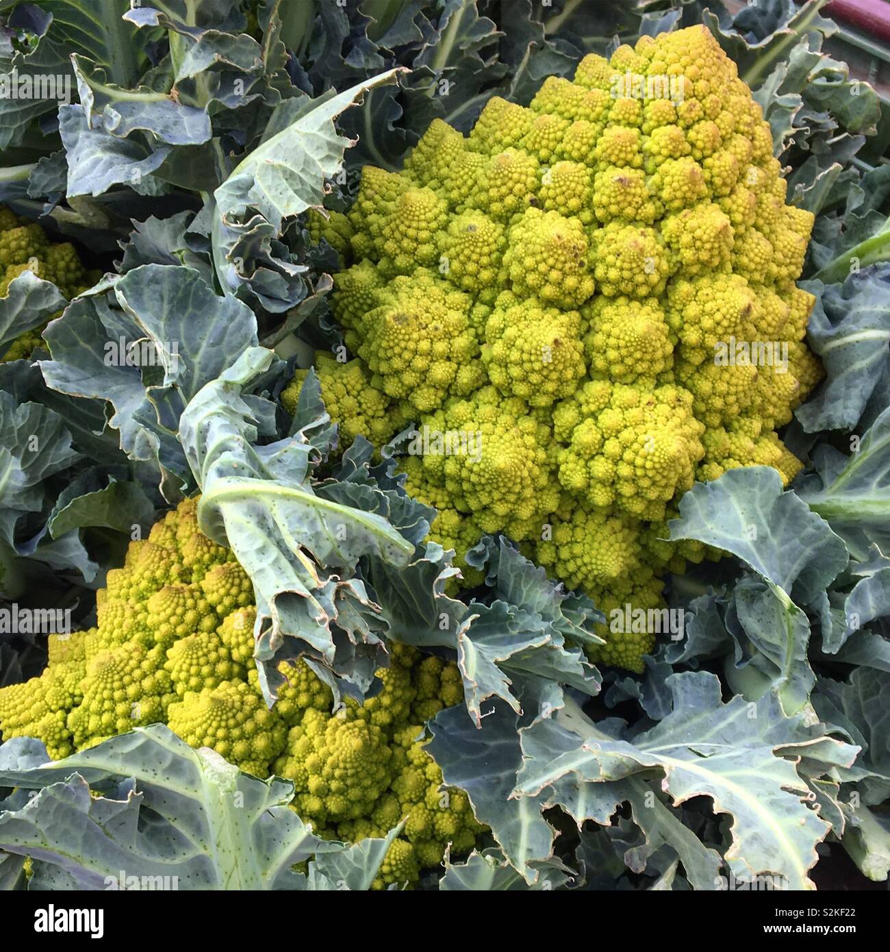 Romanesco cauliflower for sale in Twickenham Farmers Market. - Smartphone Captured Stock Image