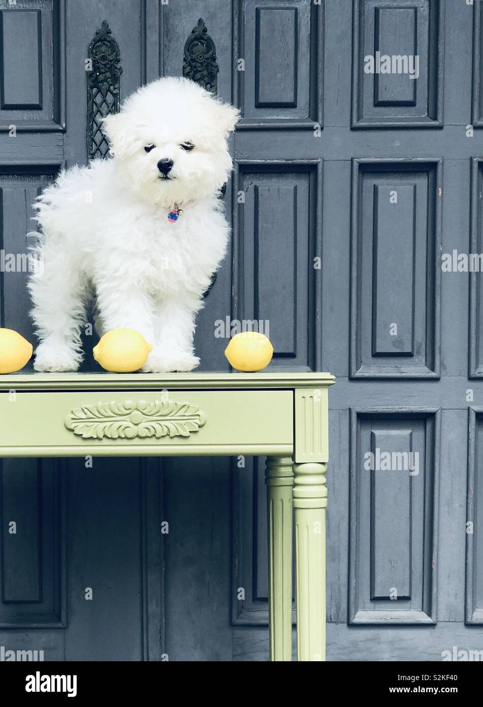 Teddy Puppy in all his fluffy white glory standing atop a pea green table with doors backdrop. Stock Photo