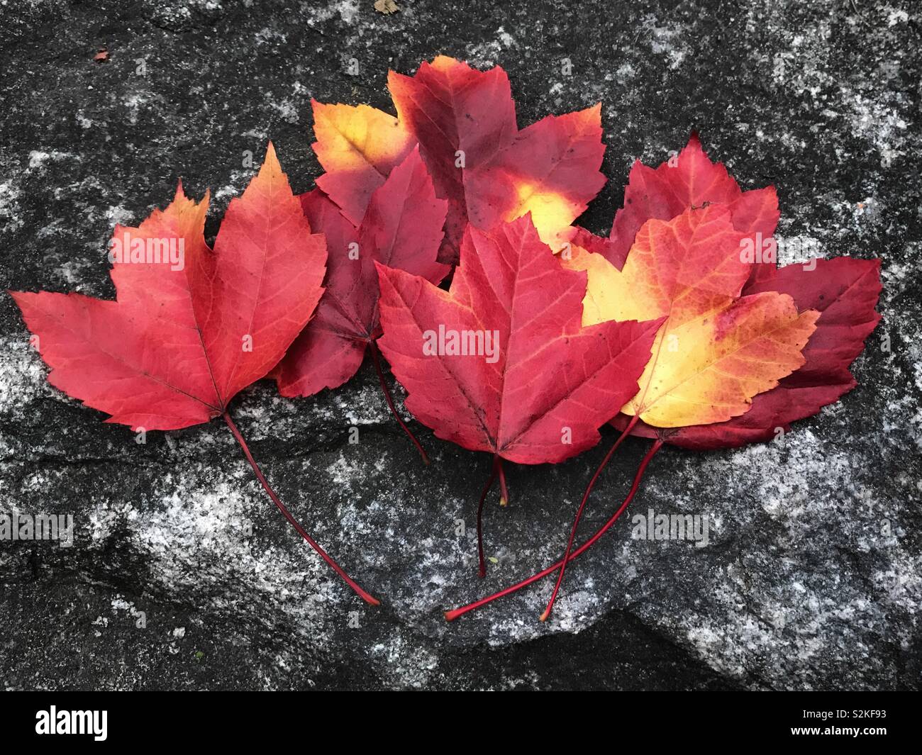 Red and yellow maple leaves against a dark stone background - Smartphone Captured Stock Image