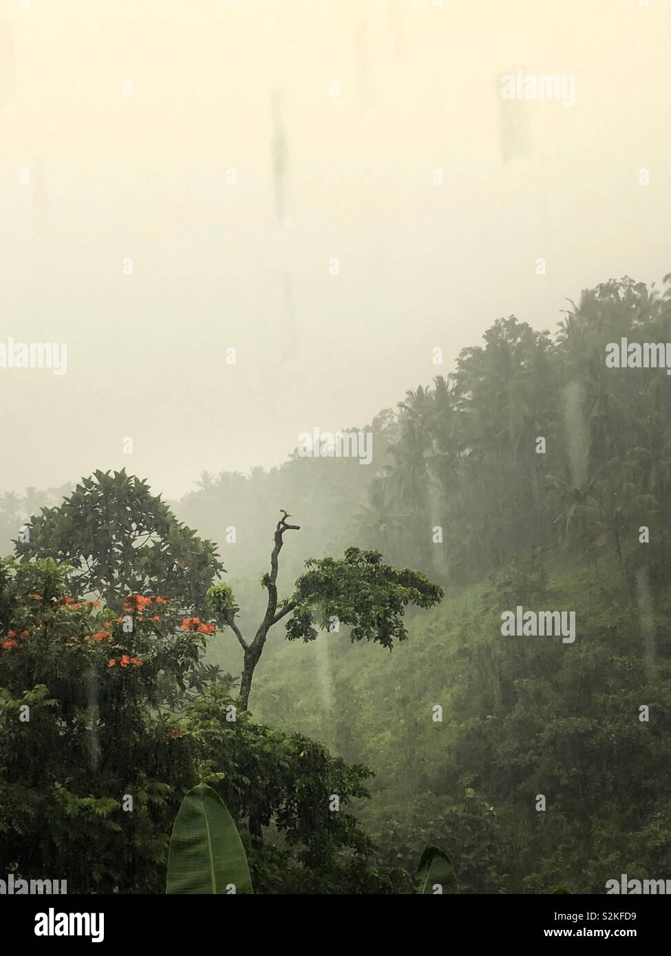 Rainforest in Bali Stock Photo