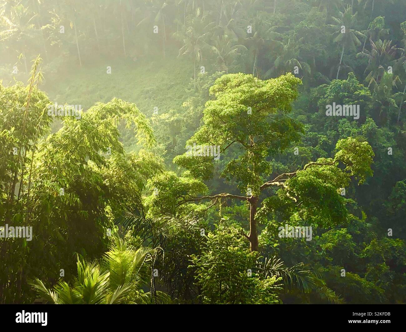 Bali Rainforest Stock Photo