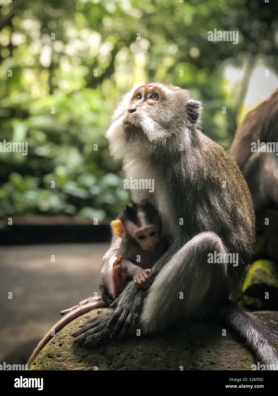 Monkey Mum Stock Photo