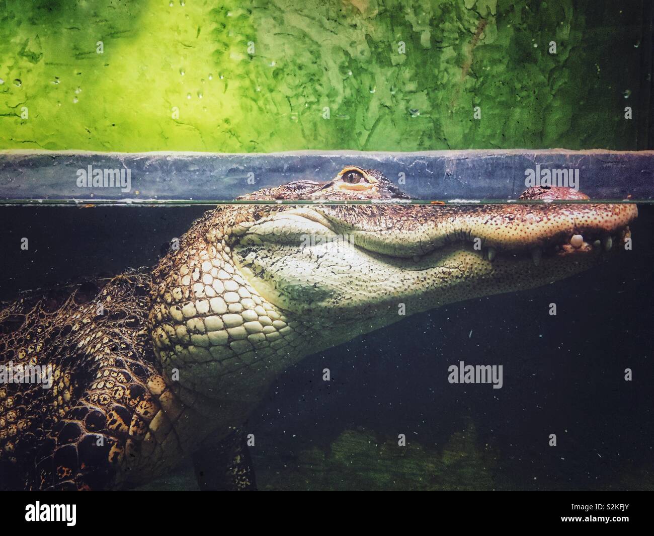 Side view of alligator under water with only eyes above surface Stock Photo