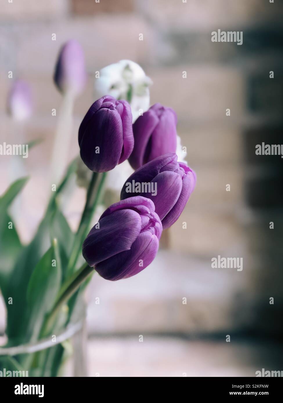 Purple tulips in a vase. Stock Photo