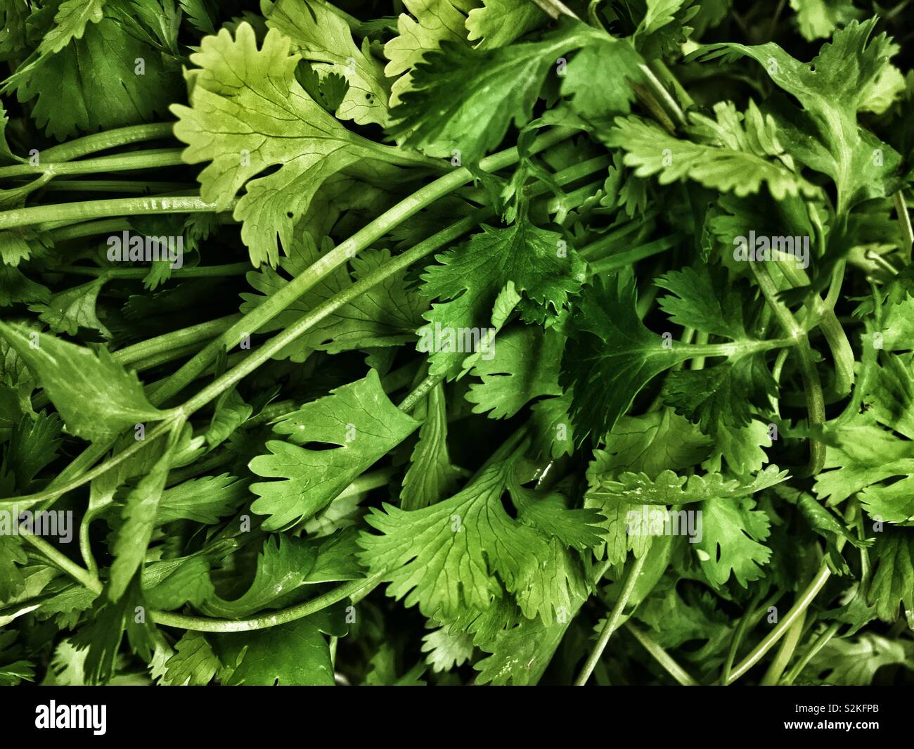 Full frame closeup of farm fresh delicious tasty crisp green cilantro leaves on display and for sale at the local produce market. Stock Photo