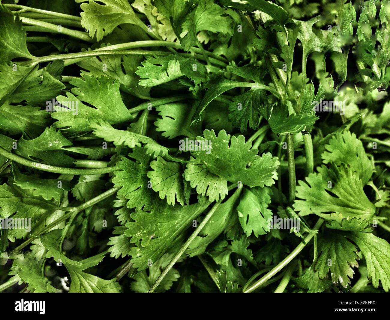 Full frame closeup of farm fresh delicious tasty crisp green cilantro leaves on display and for sale at the local produce market. Stock Photo