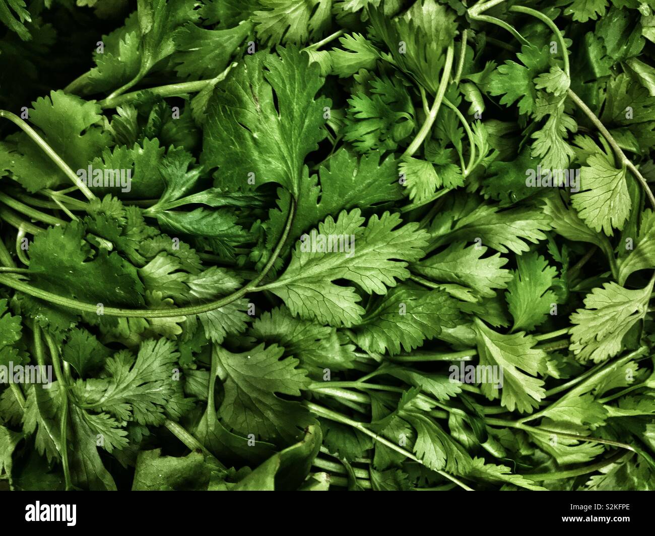 Cilantro Leaves High Resolution Stock Photography and Images - Alamy