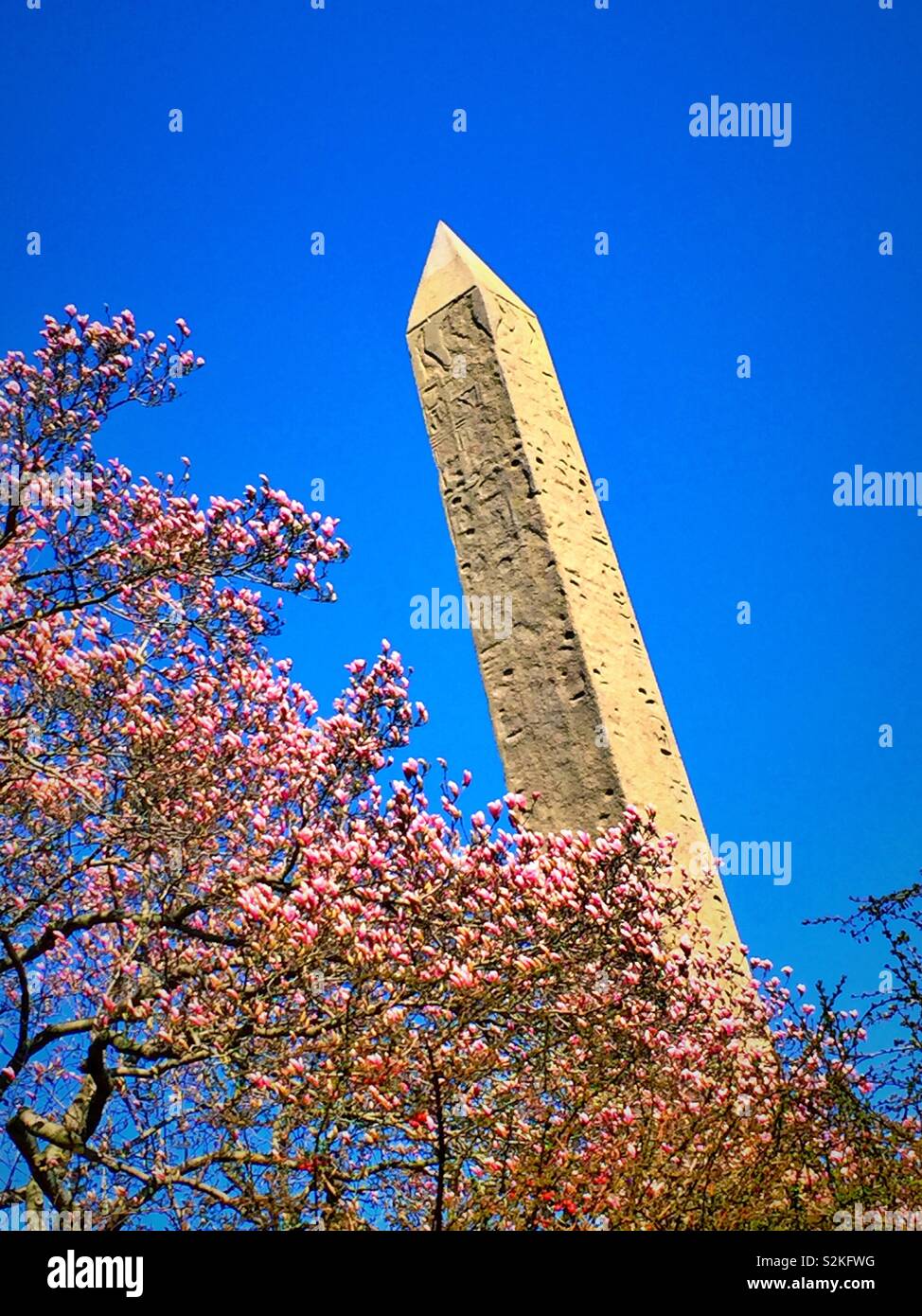 Cleopatra‘s needle and magnolia trees in central park during the spring, NYC, USA - Smartphone Captured Stock Image