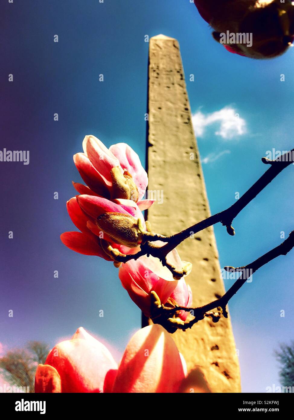 Magnolia blossoms and Cleopatra’s needle in central park in the early spring, NYC, USA - Smartphone Captured Stock Image