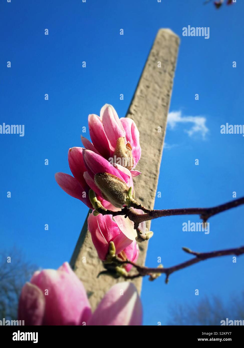 Magnolia blossoms and Cleopatra‘s needle in central park in the early spring, NYC, USA - Smartphone Captured Stock Image