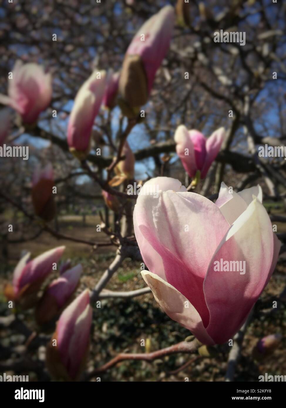 Close up of a magnolia blossom on a tree in central park during the early spring, NYC, USA - Smartphone Captured Stock Image