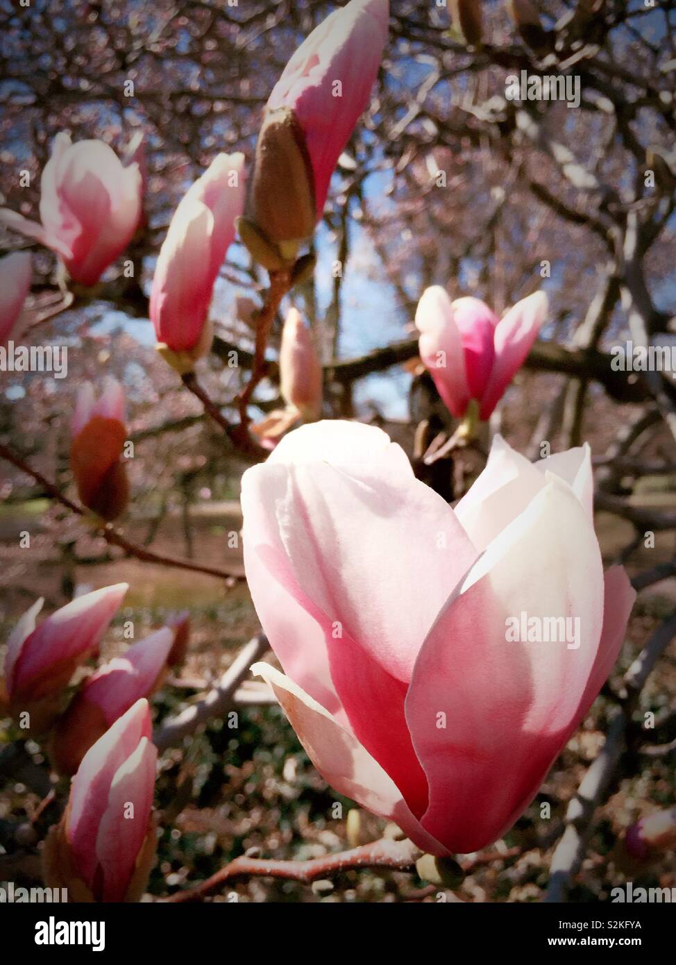 Close up of pink magnolia blossoms on a tree in central park during early spring, NYC, USA - Smartphone Captured Stock Image