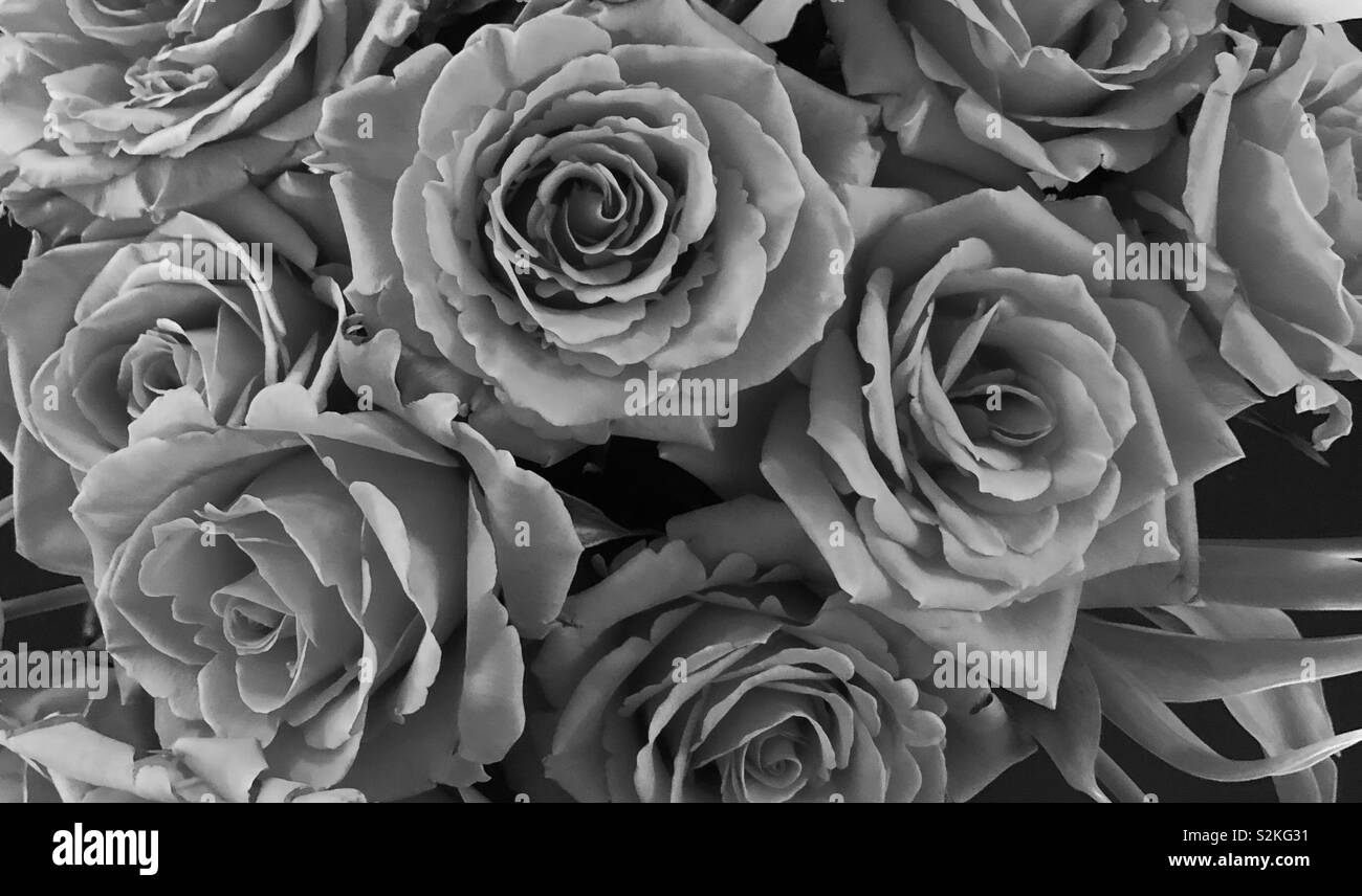 Soft black and white rose background Stock Photo