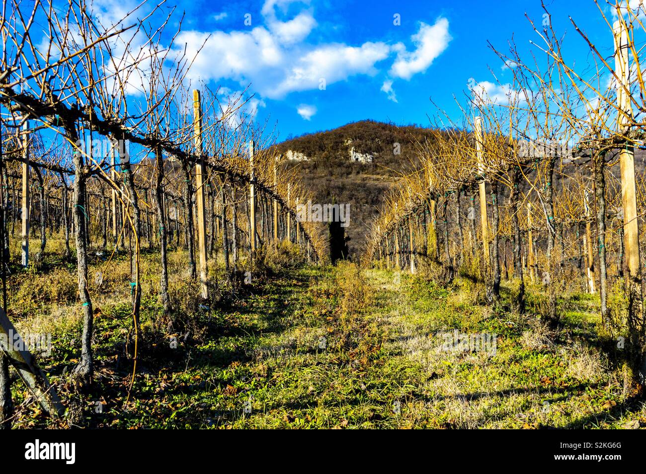 Vineyards in yellow, with cypress at the end of the path, in a beautiful day in Vicenza Italy Stock Photo