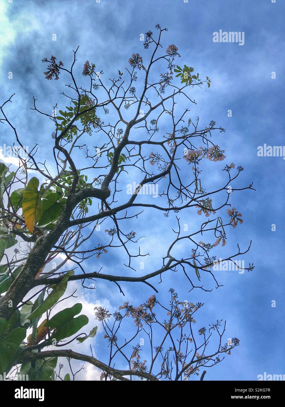 Budding blooms on a tree. - Smartphone Captured Stock Image