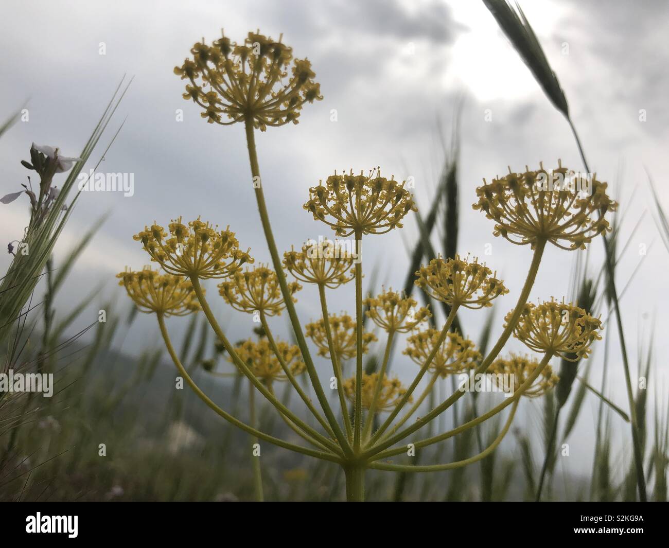 A look from underneath a Sweet fennel. - Smartphone Captured Stock Image