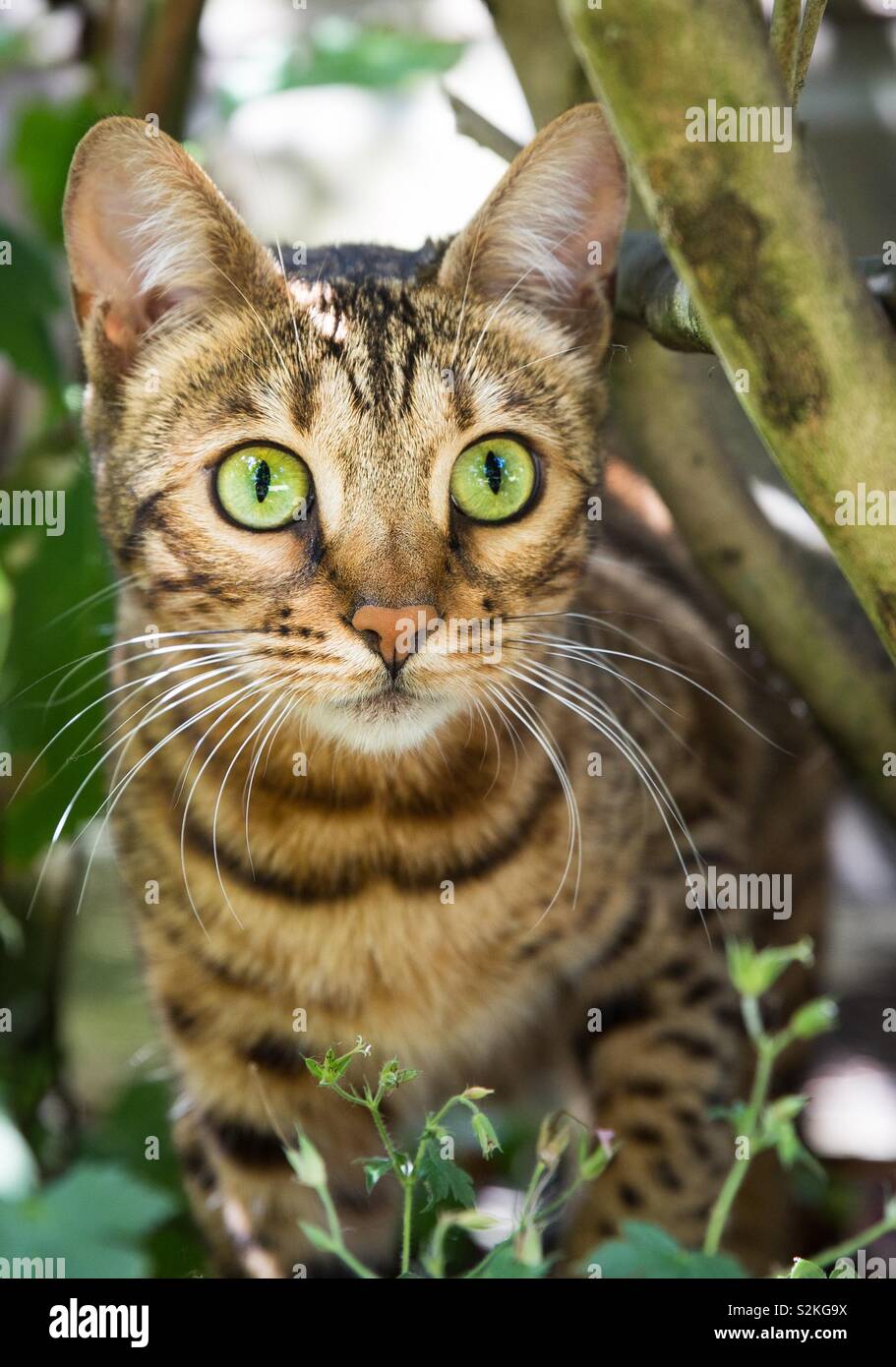 A striped Bengal cat with big green eyes hunting its prey in garden undergrowth - Smartphone Captured Stock Image