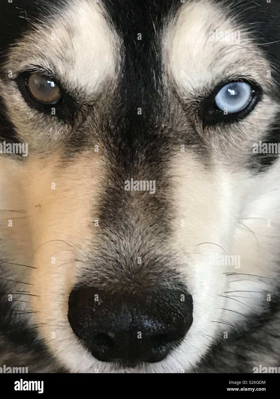 Makes husky staring straight into the lens with one blue and one brown eye Stock Photo