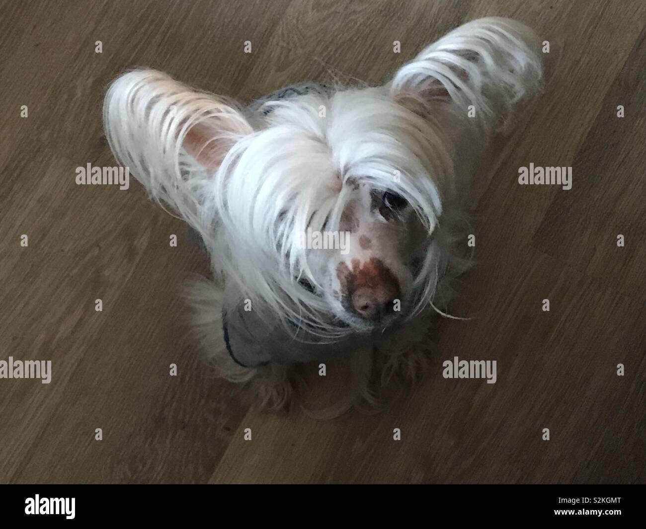 Hairy hairless chinese crested hires stock photography and images Alamy