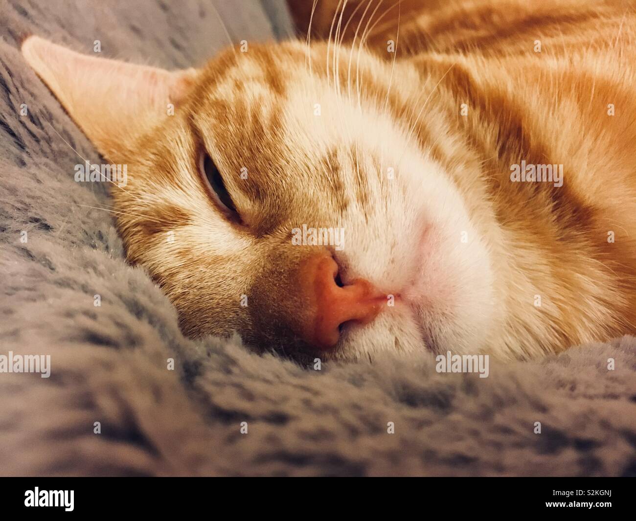 Ginger tabby kitten sleeping in a fluffy pet bed - Smartphone Captured Stock Image