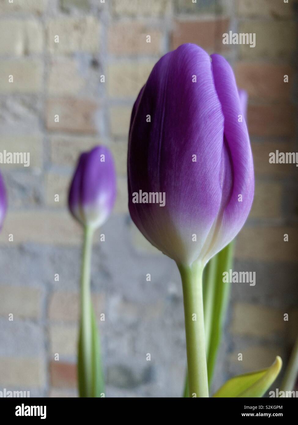 Cut purple tulips against a urban background. Stock Photo