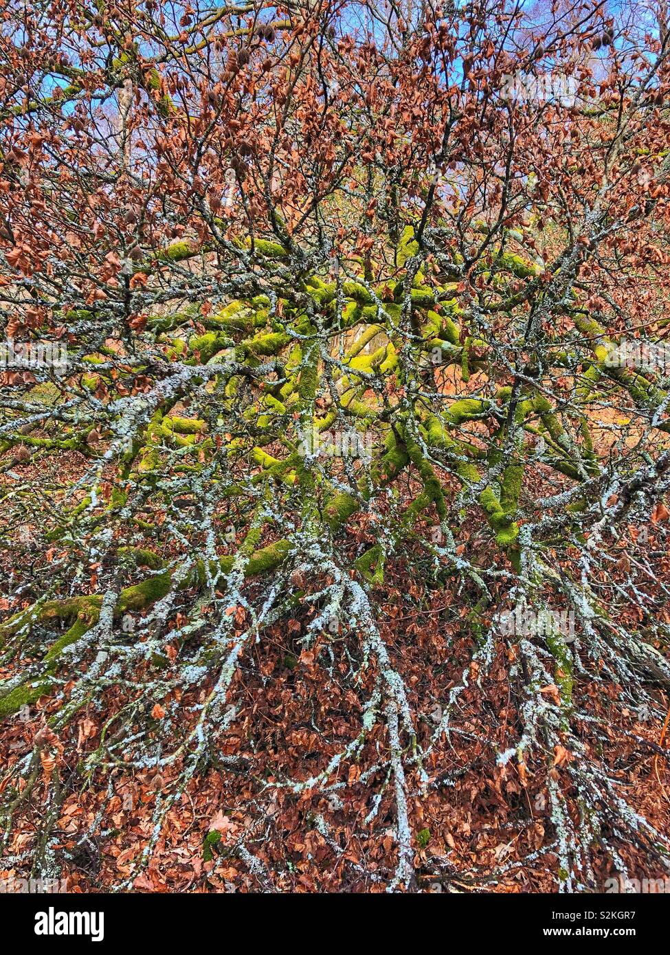 Fallen beech tree covered in lichen in the New Forest National Park. - Smartphone Captured Stock Image