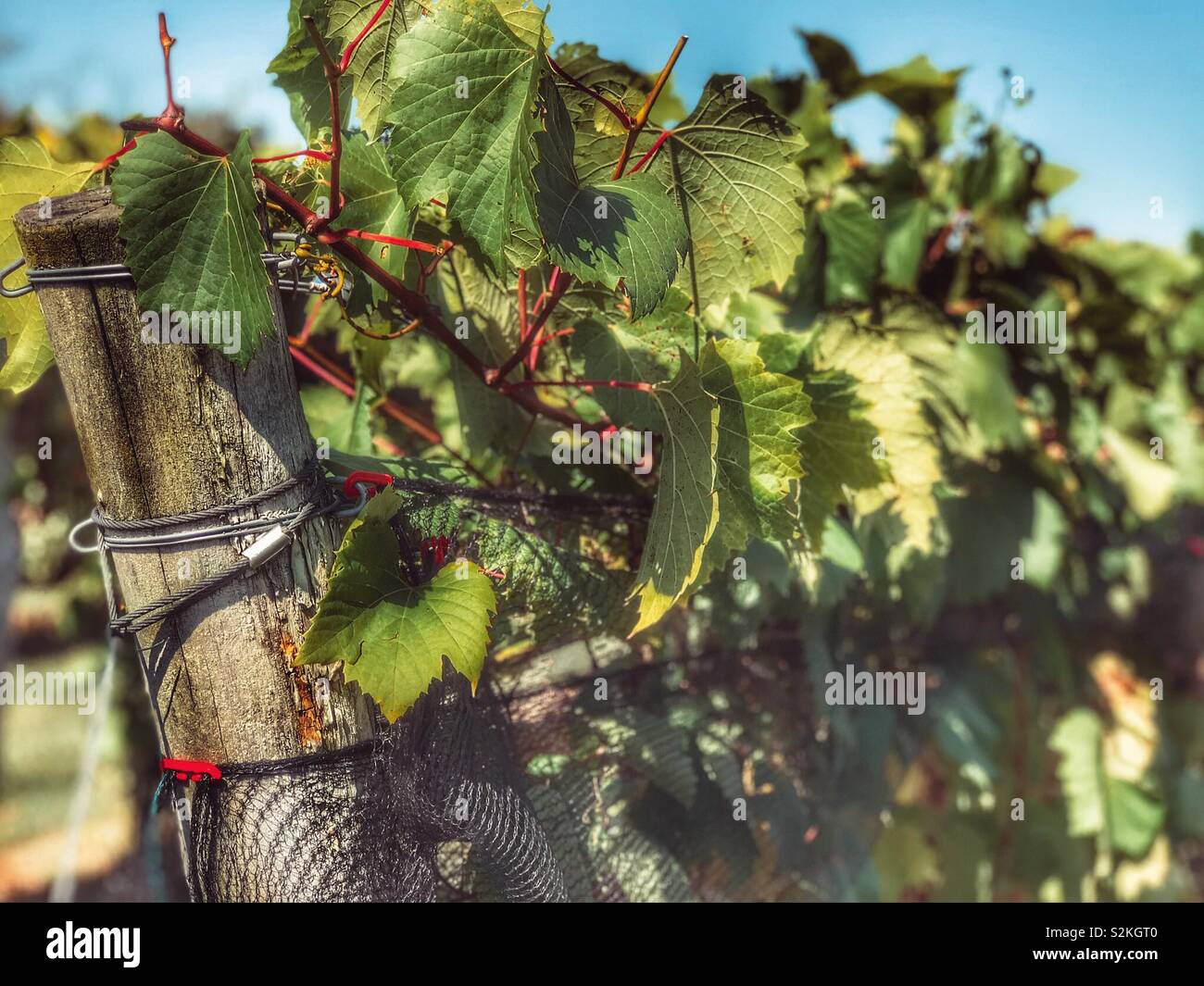 Grape vines - Smartphone Captured Stock Image