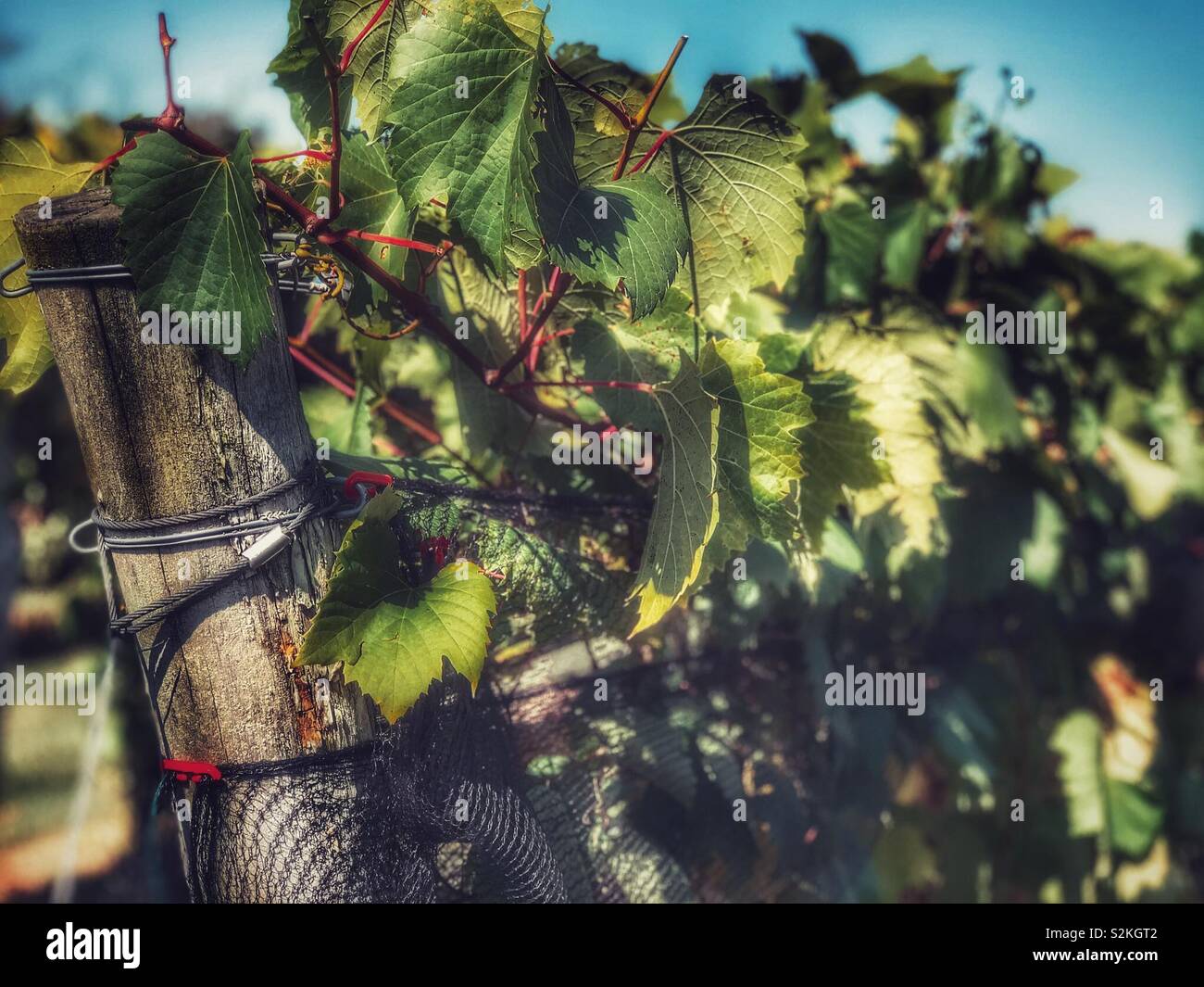 Grape vines - Smartphone Captured Stock Image