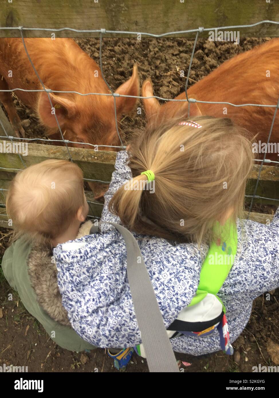 2 toddlers looking at some pigs Stock Photo