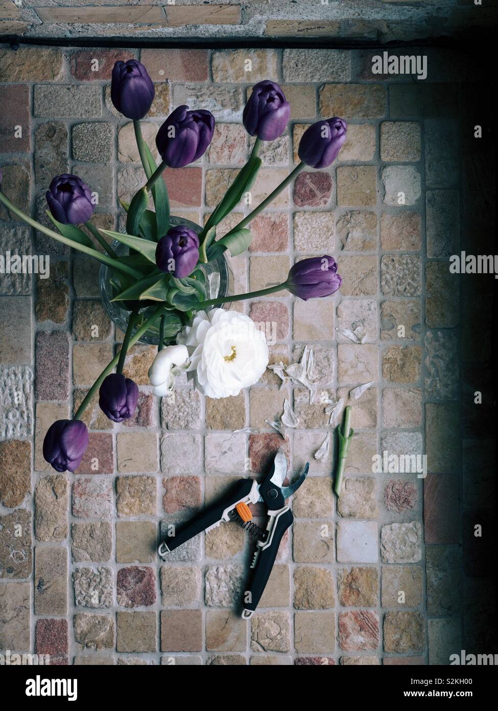 Cutting tulips for display. Stock Photo