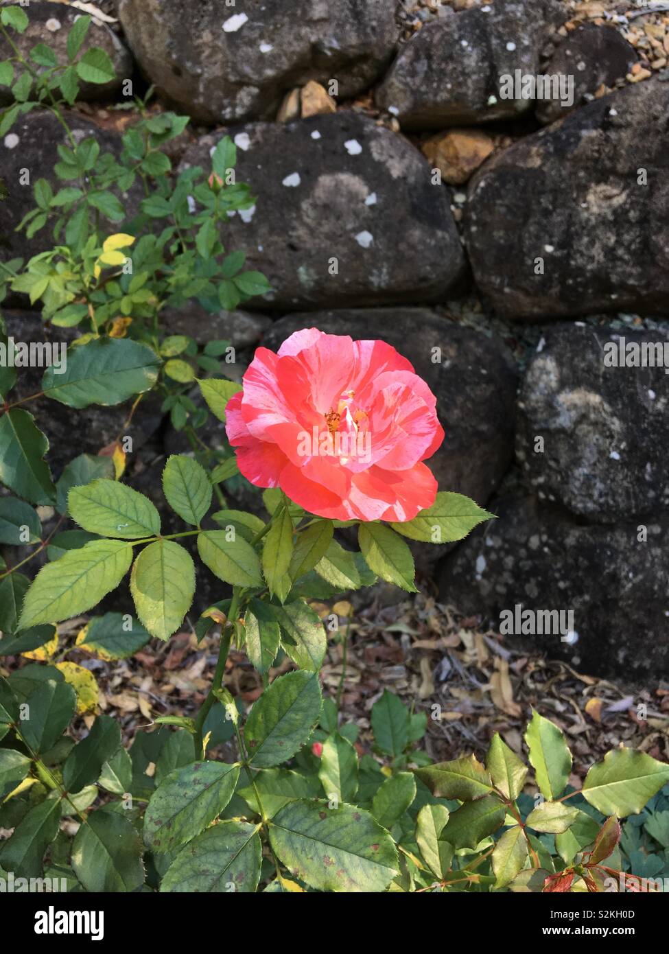 Spotted this double shaded rose in botanic garden in Mt Tamborine in Eastern Australia. Stock Photo