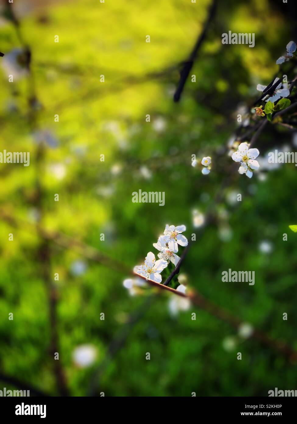 The white of Prunus salicina Lindl. in early morning sunlight Spring glass lawn / 山李子花 Stock Photo