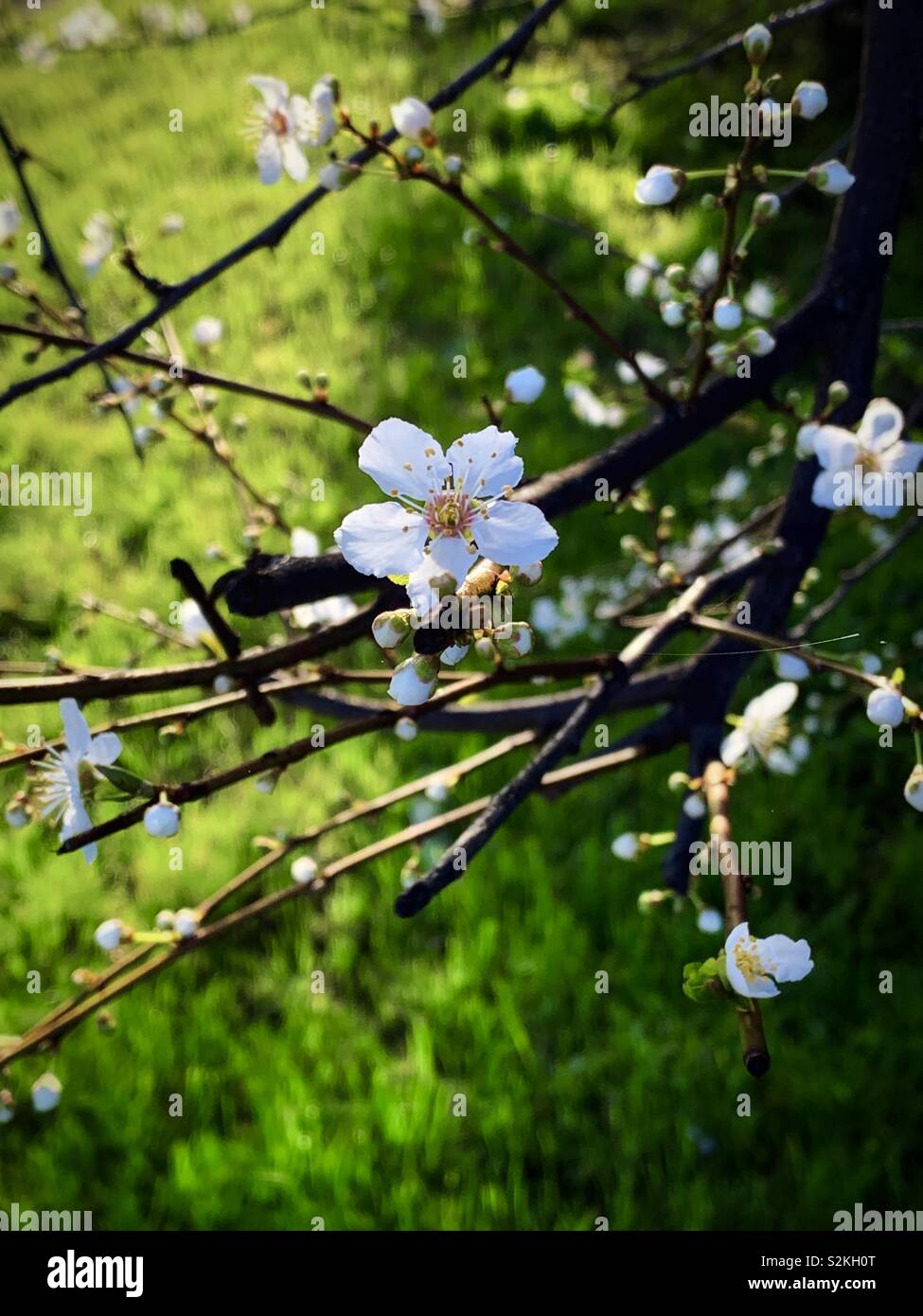 The white of Prunus salicina Lindl. in early morning sunlight Spring glass lawn / 山李子花 Stock Photo