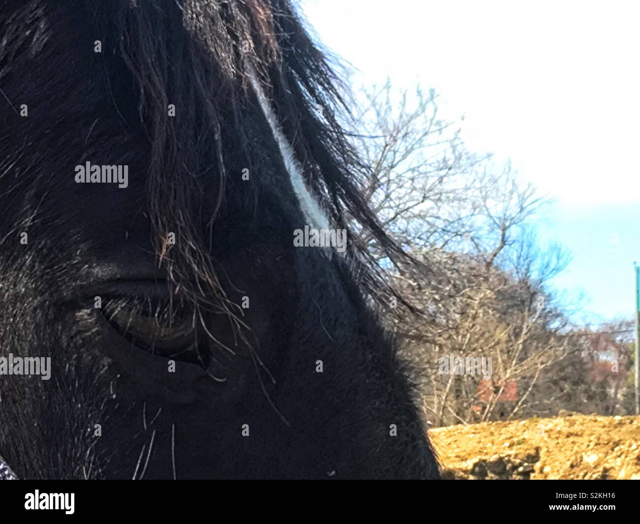 Sad black horse with super sad eyes. - Smartphone Captured Stock Image
