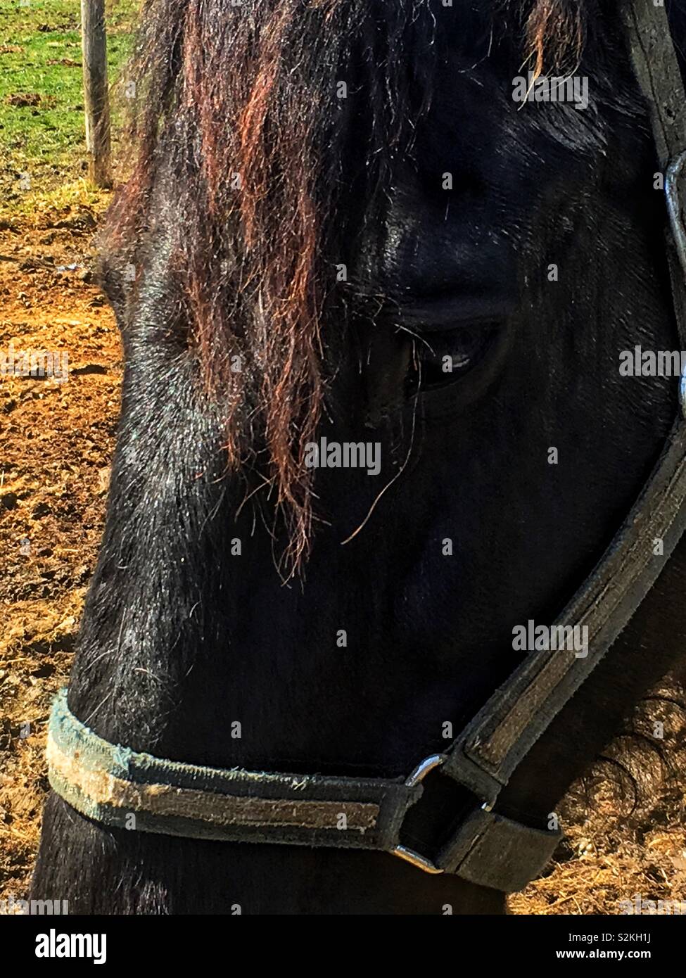 Sad black horse with super sad eyes and overwhelming loss. - Smartphone Captured Stock Image