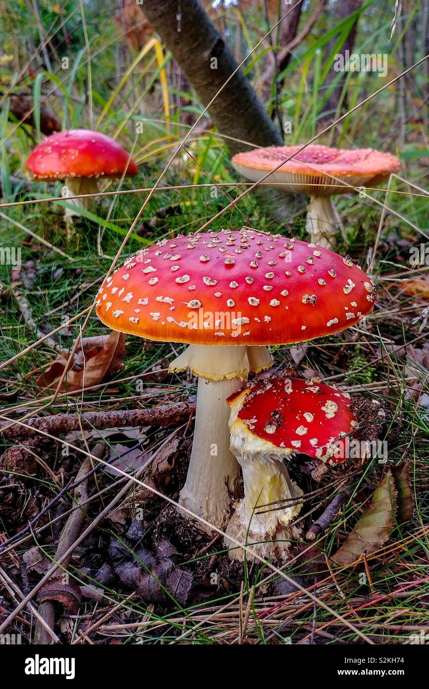 Bright red toadstools growing on wild forest floor Stock Photo Alamy