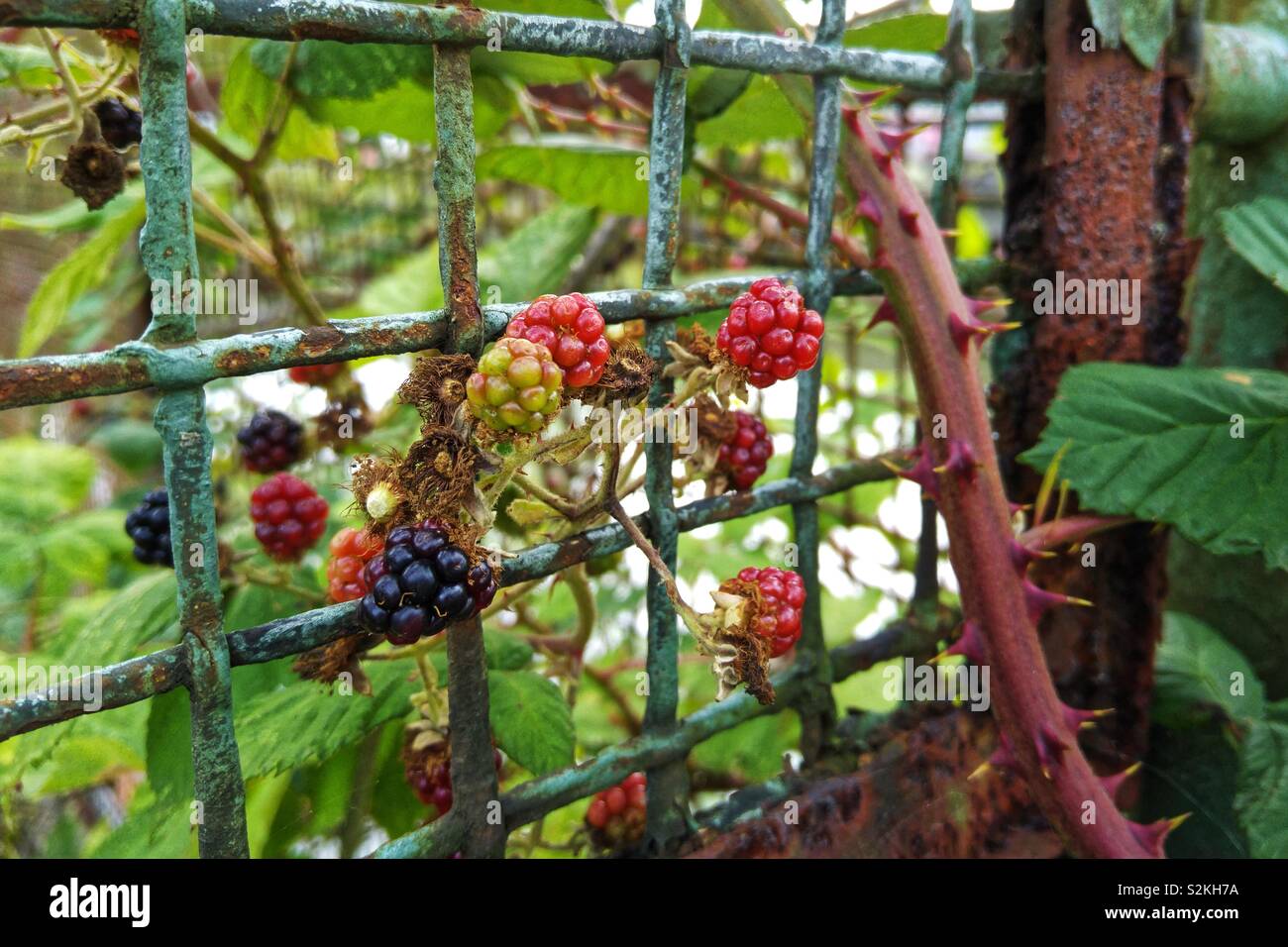 A thick and thorny branch of blackberry bush growing through a fence