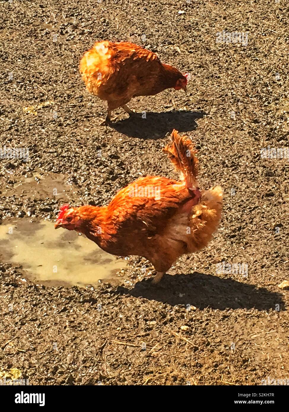 Two Free range farm chickens walking around the pen. - Smartphone Captured Stock Image