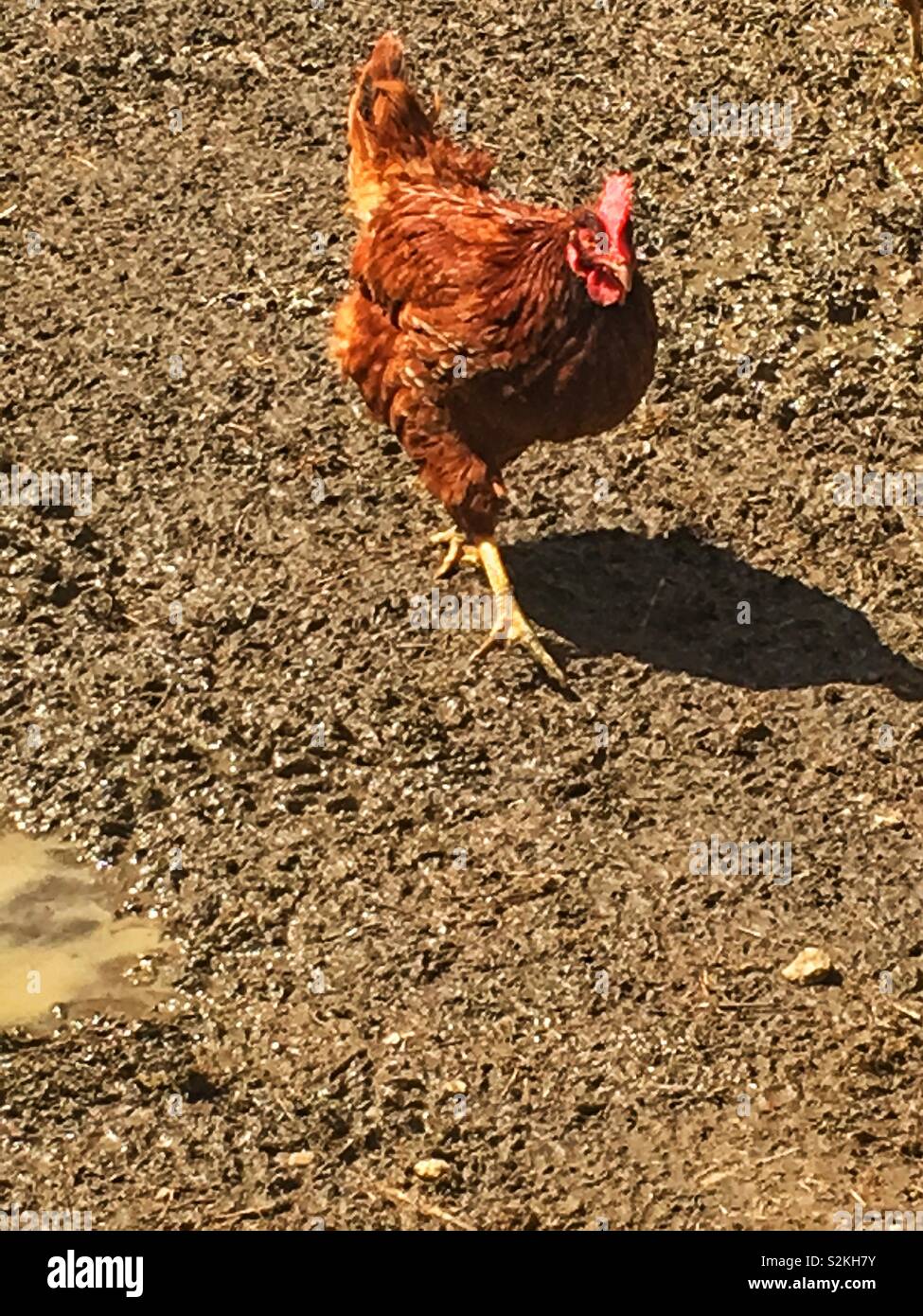 One Free range farm chicken rooster walking around the chicken pen Stock Photo Alamy