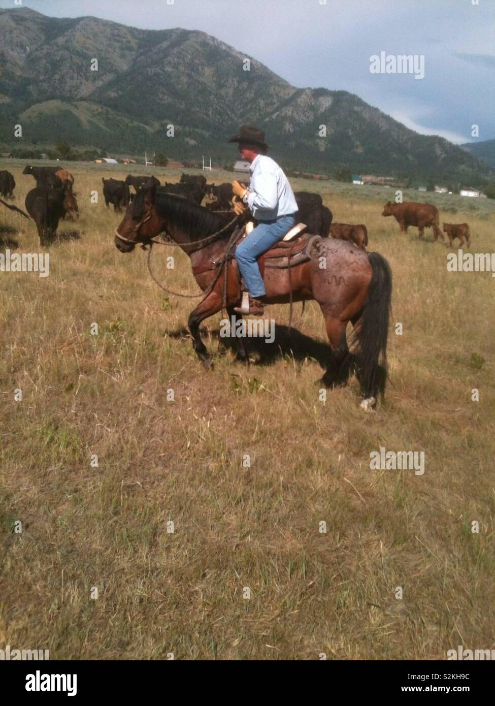 Wyoming rancher Herding cattle - Smartphone Captured Stock Image