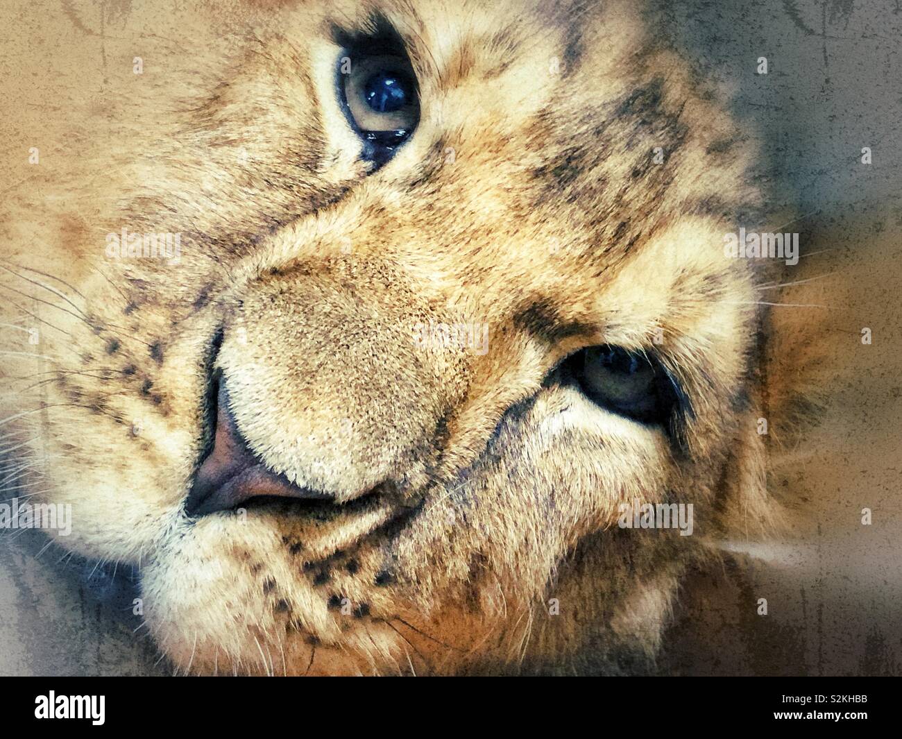 Lion club face looking at camera close up - Smartphone Captured Stock Image