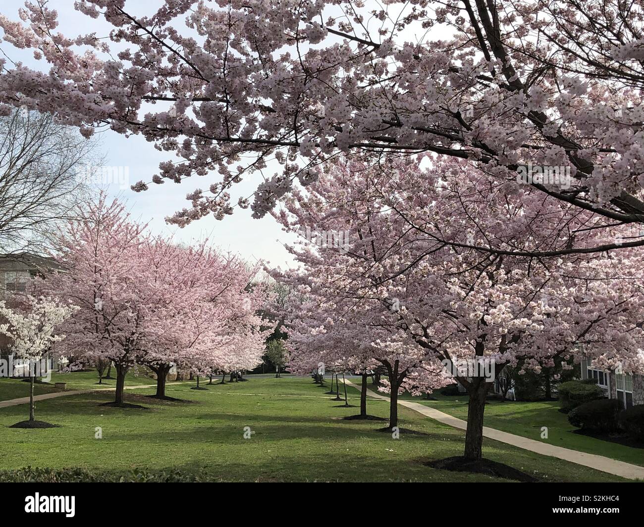Cherry blossom - Smartphone Captured Stock Image