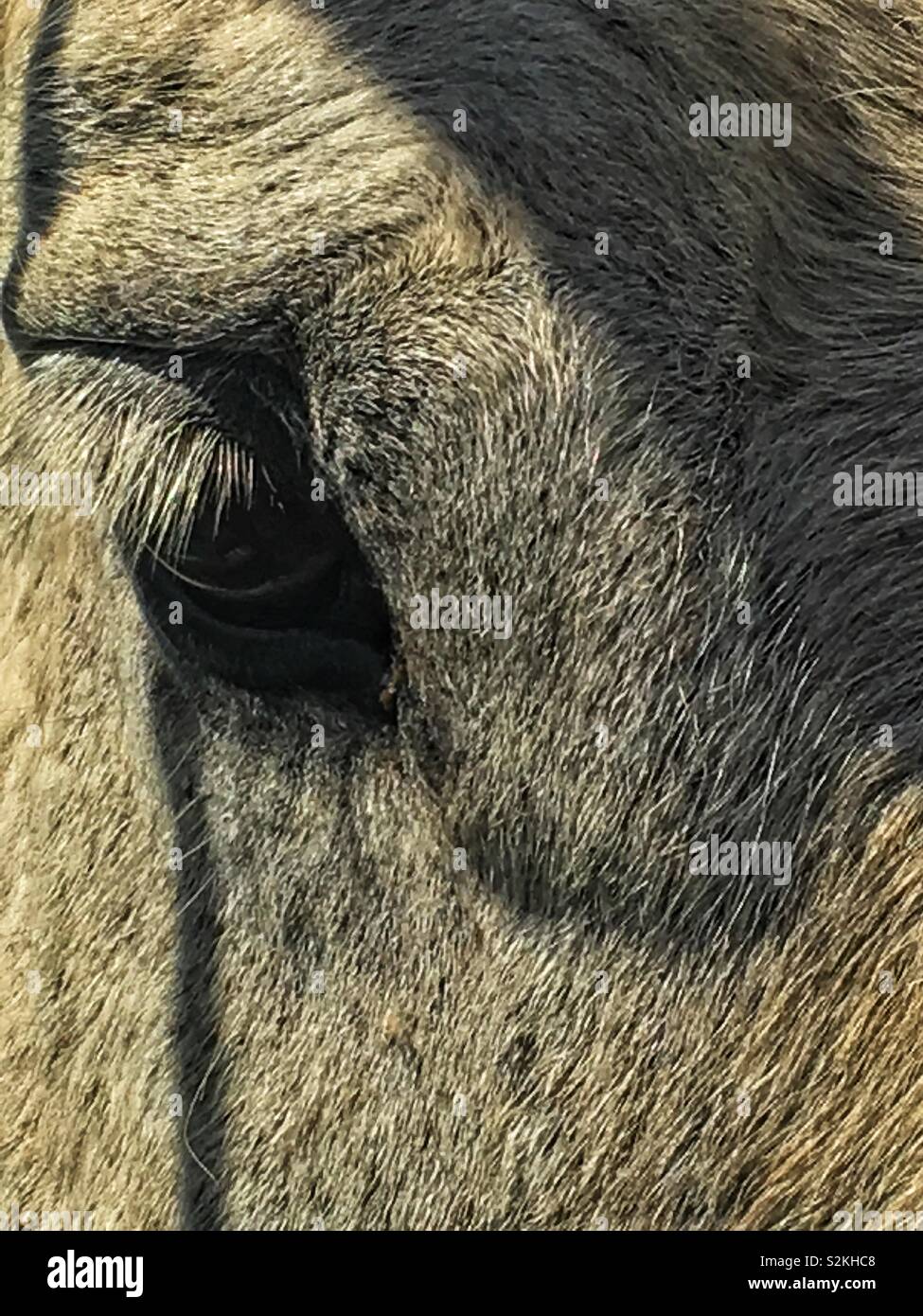 One very sad and very lonely horse.  World’s saddest horse. - Smartphone Captured Stock Image