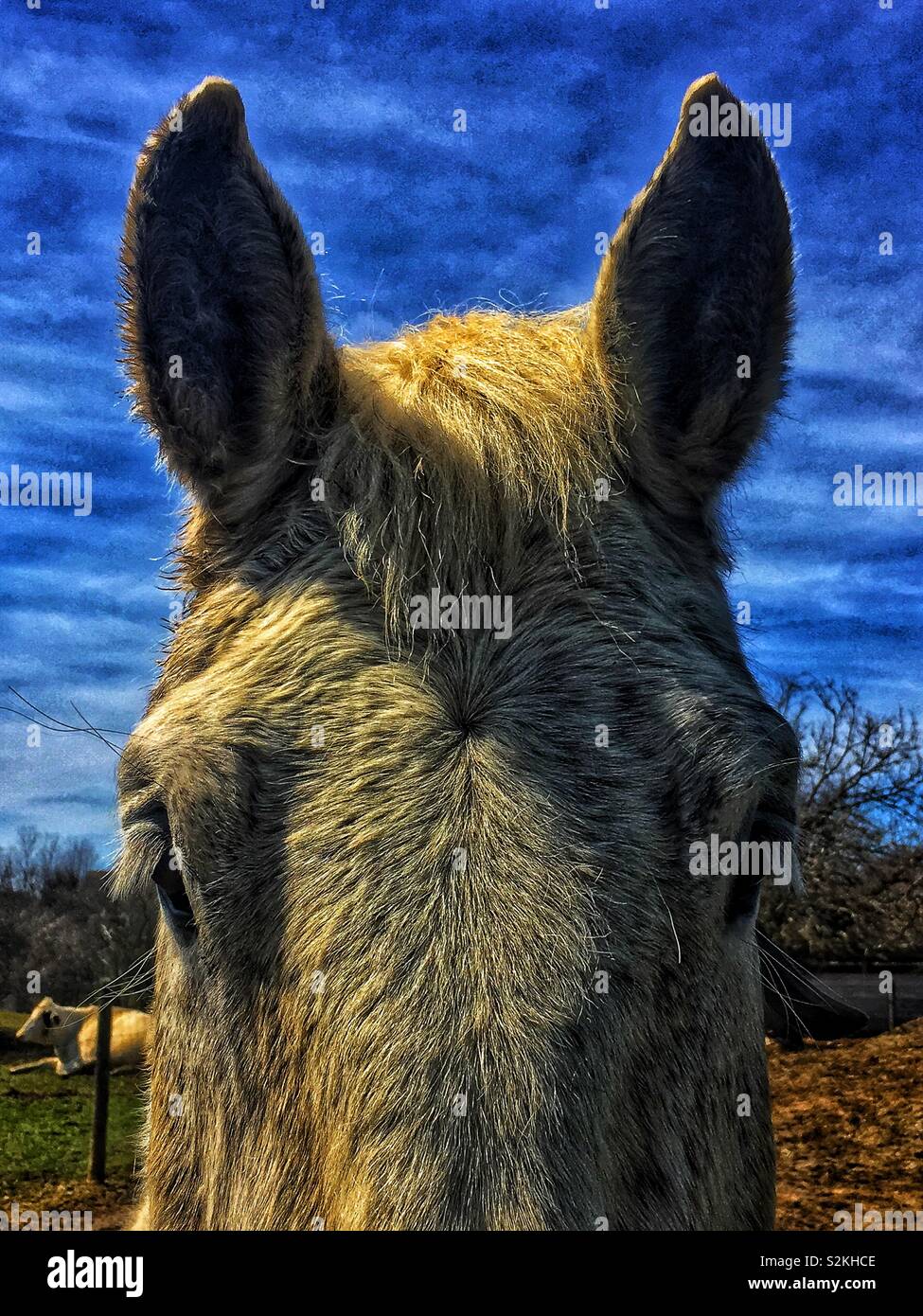 Forehead, face, and ears of a working farm horse facing the camera. Stock Photo