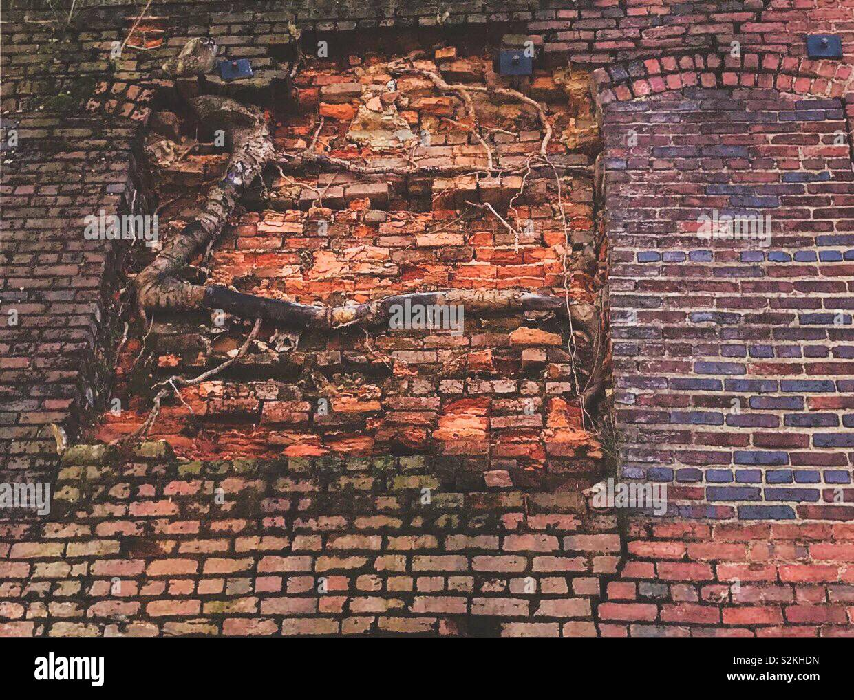 Building in North Carolina invaded by tree roots under layer of brick - Smartphone Captured Stock Image