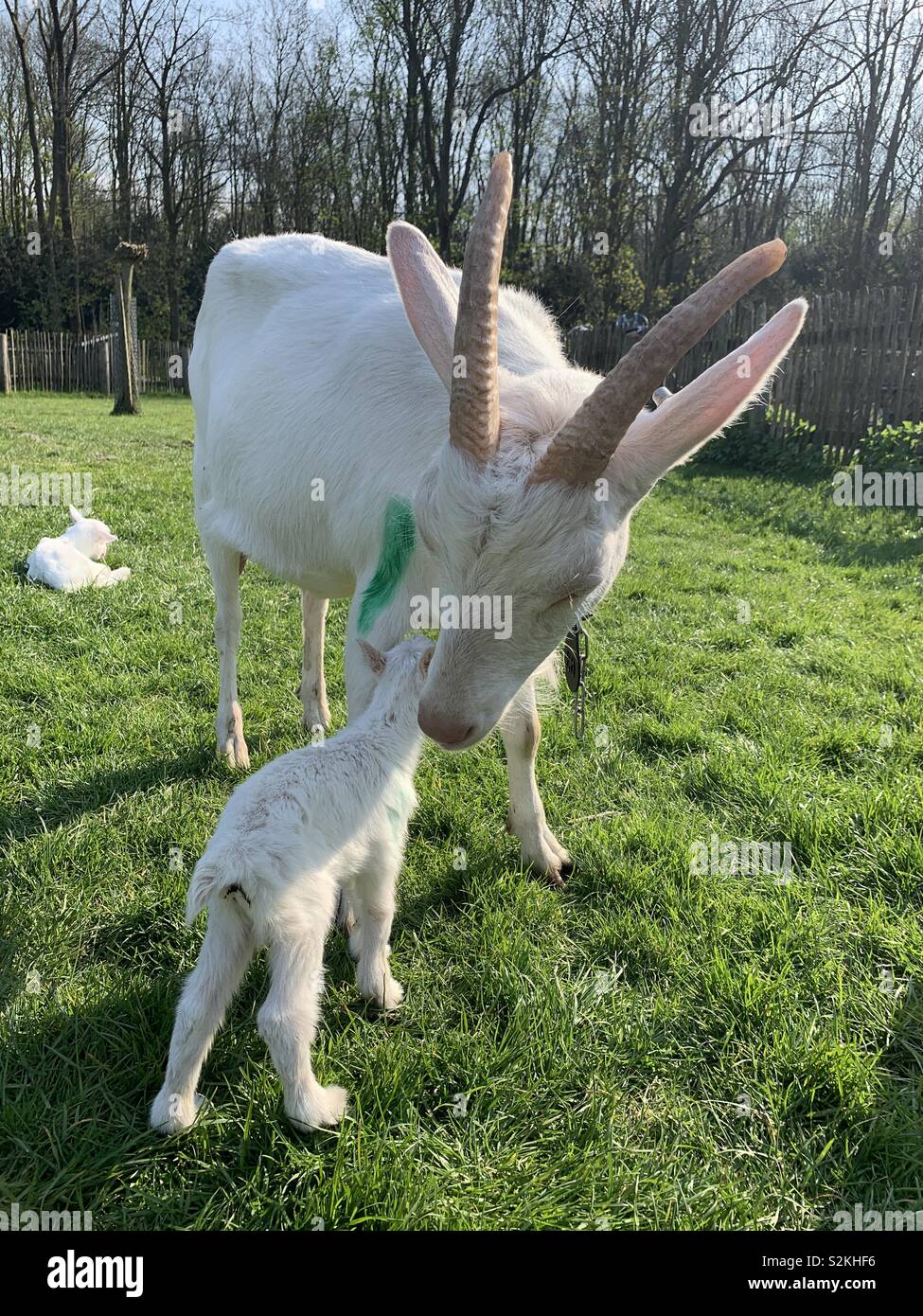 Baby goat mother hires stock photography and images Alamy