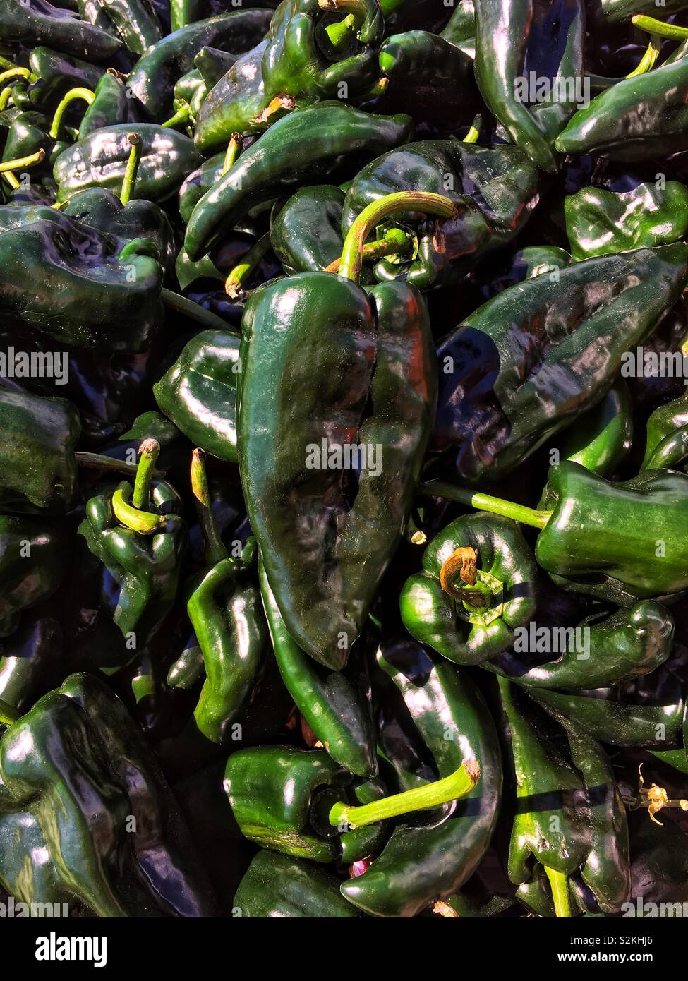 Full frame of finest fresh delicious ripe green poblano peppers on display and for sale at the local produce market. Stock Photo