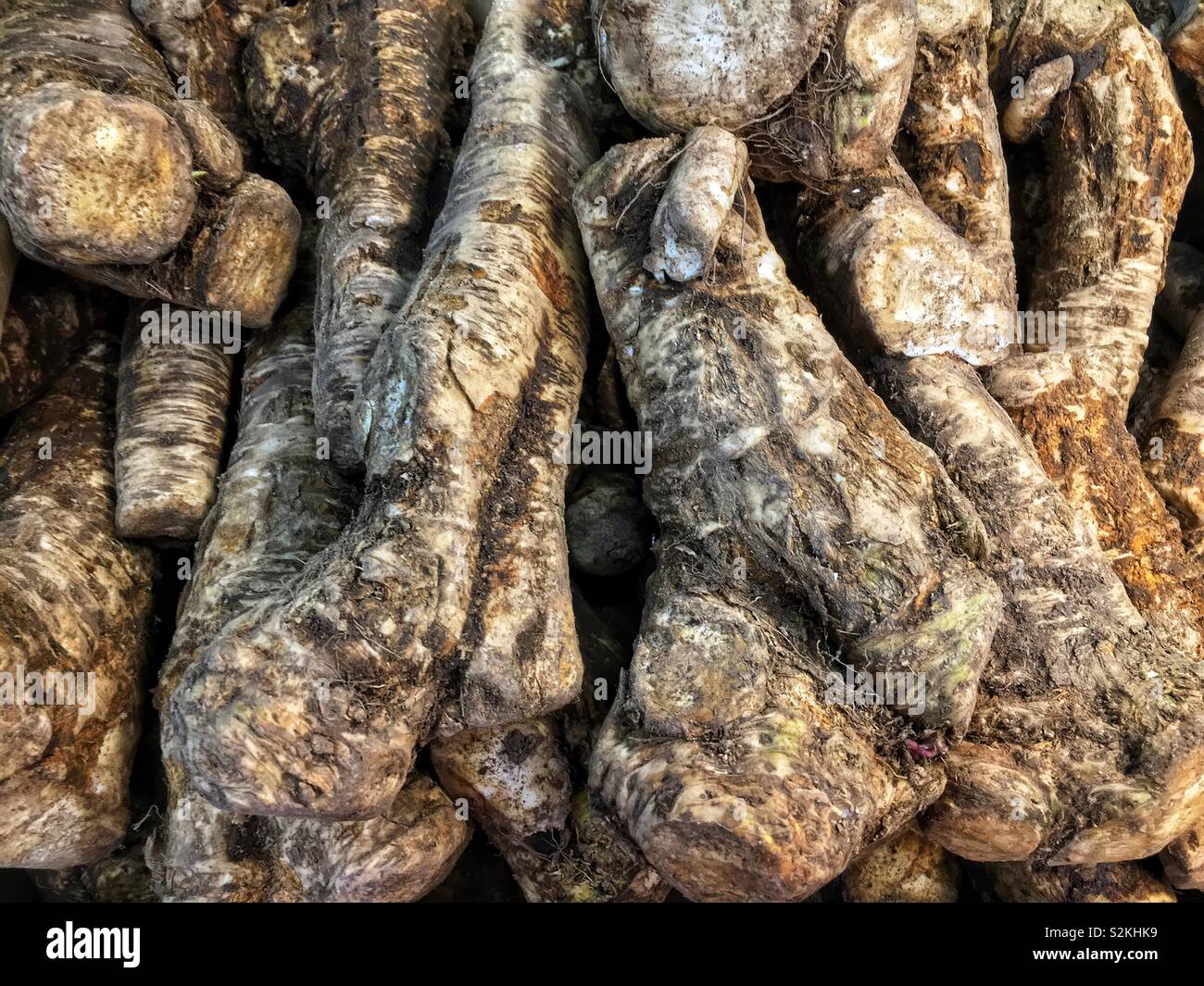 Full frame of finest fresh delicious ripe horseradish root on display and for sale at the local produce market. Stock Photo